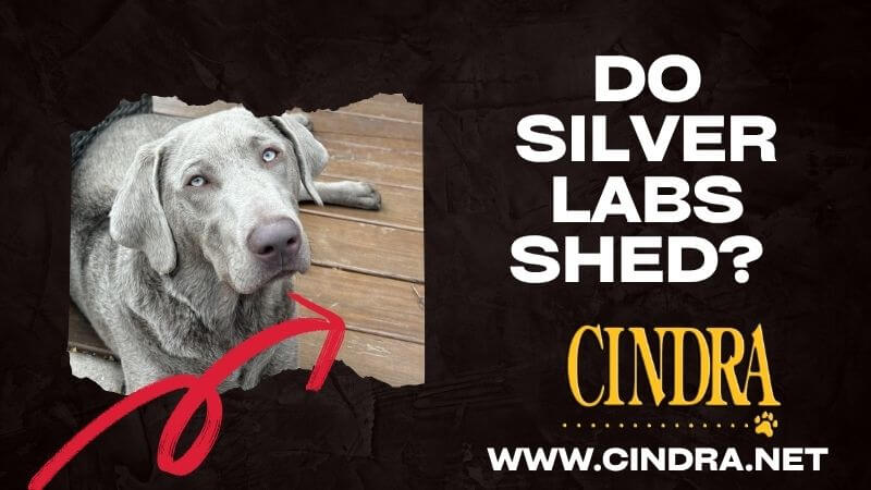 A banner with a silver lab and a question, do silver labs shed? 