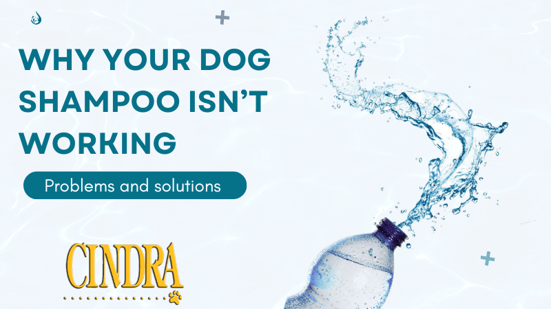 Cindra graphic about why dog shampoo may not work properly, featuring splashing water from a bottle and tips on grooming problems and solutions.