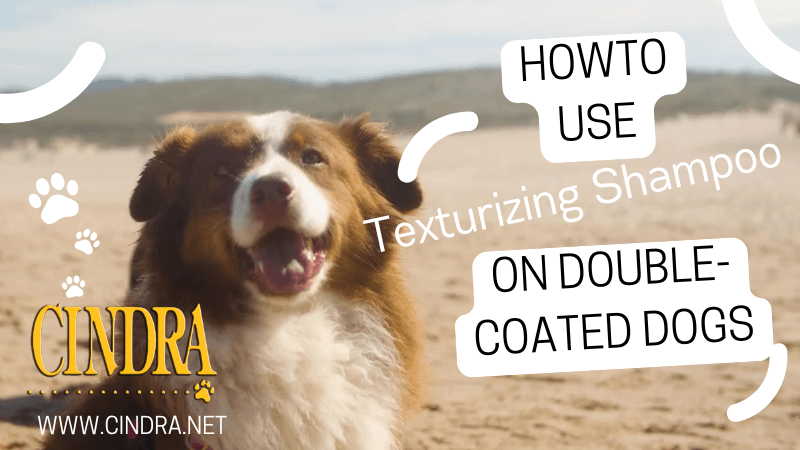 double coated dog outdoors with text about how to use texturizing shampoo for grooming