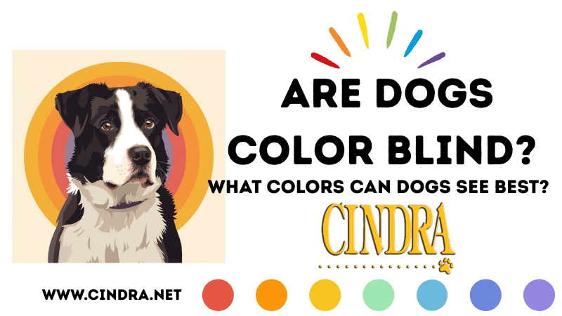 Are dogs color blind blog cover showing a Border Collie and a dog color vision spectrum, Cindra Grooming Products