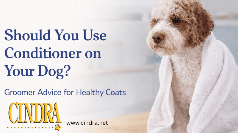 Dog after bath wrapped in towel representing should you use conditioner on your dog grooming advice