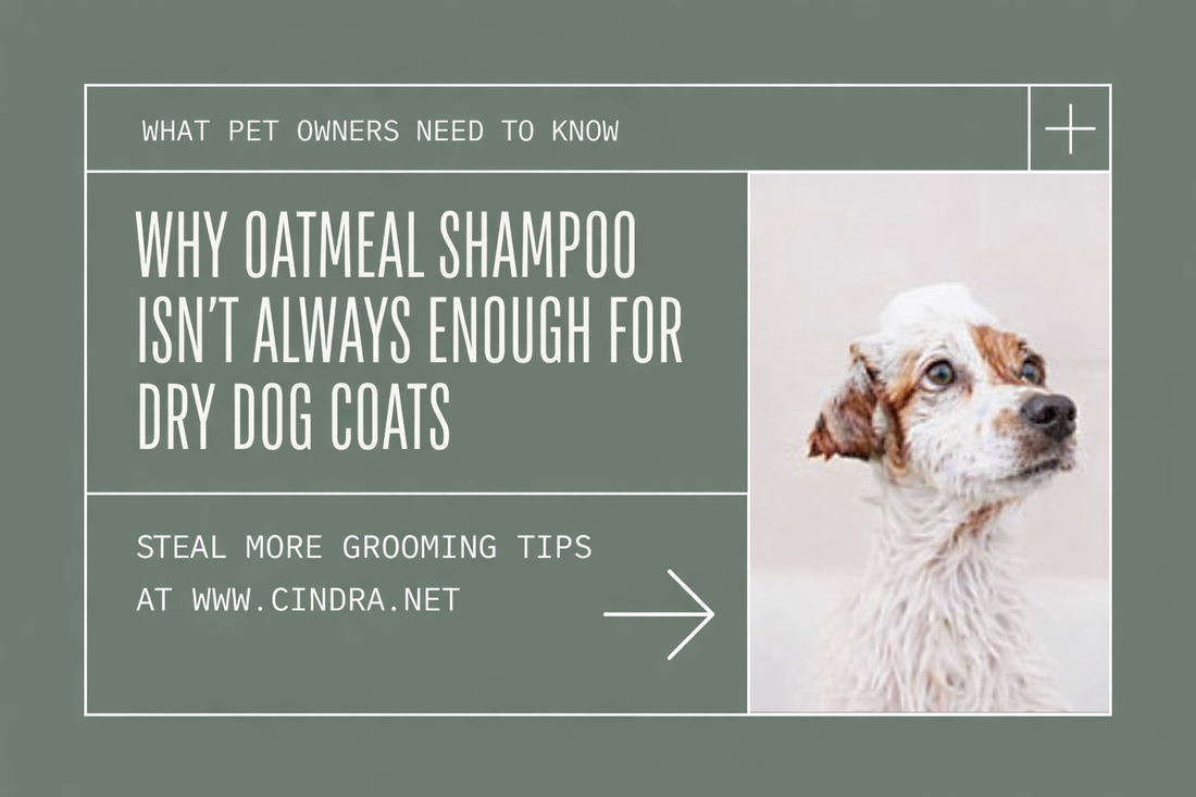 Blog header image titled “Why Oatmeal Shampoo Isn’t Always Enough for Dry Dog Coats,” showing a wet dog after bathing with educational grooming text.