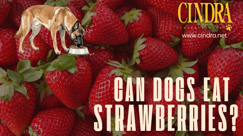 a picture of a dog eating strawberries 