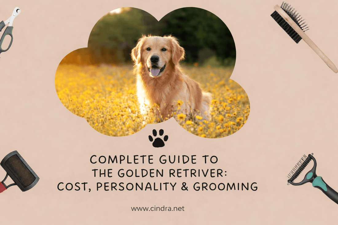 Golden Retriever sitting in a yellow field with grooming tools surrounding the image, header for guide on cost, personality and grooming care