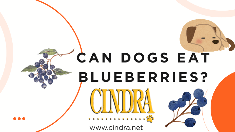 Cindra blog graphic reading “Can Dogs Eat Blueberries?” with illustrated blueberries and dog icon