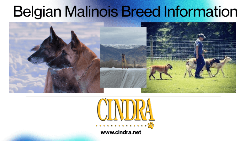 Belgian Malinois dog outdoors, breed information guide