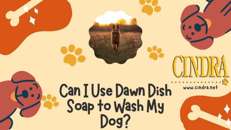 Banner image for Cindra Pet Products blog titled “Can I Use Dawn Dish Soap to Wash My Dog?” with dog-themed illustrations and paw prints.