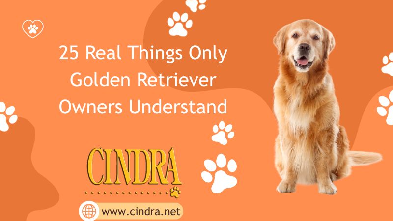 Golden Retriever sitting on orange Cindra graphic with text “25 Real Things Only Golden Retriever Owners Understand” and Cindra logo