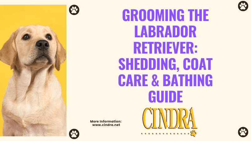 Labrador Retriever puppy beside text “Grooming the Labrador Retriever: Shedding, Coat Care & Bathing Guide” with Cindra Grooming Products branding.
