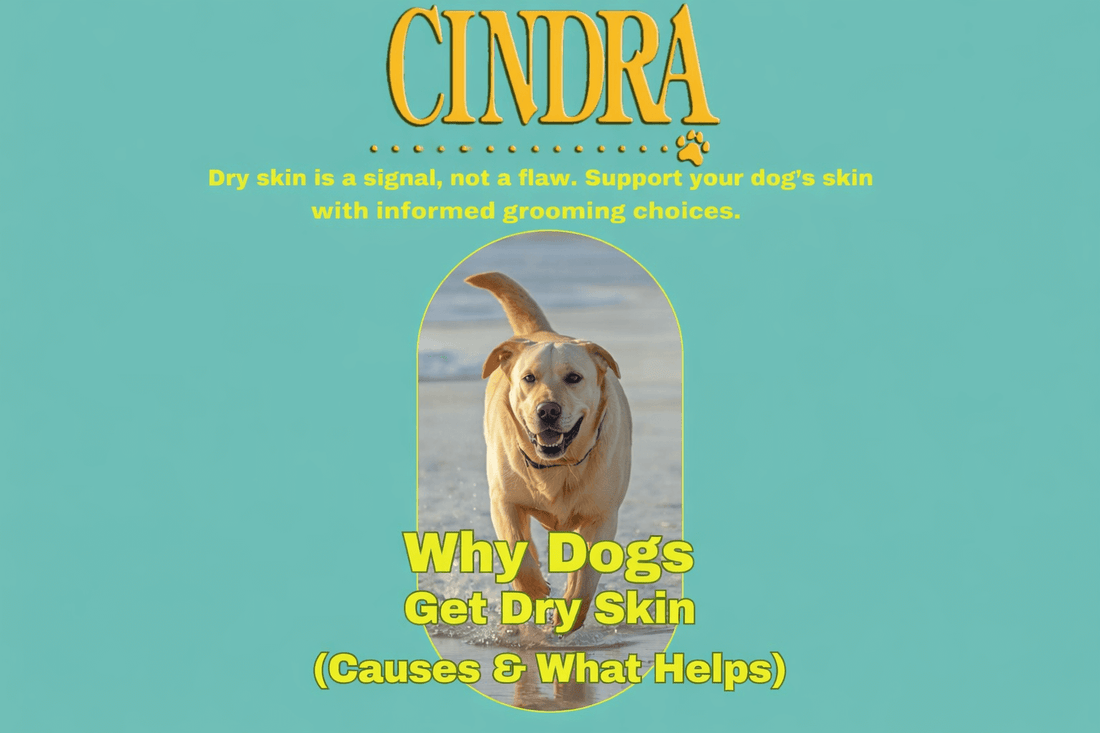 a Labrador retriever running on  a beach, blue background and text that reads why dogs get dry skin , causes and what helps. 