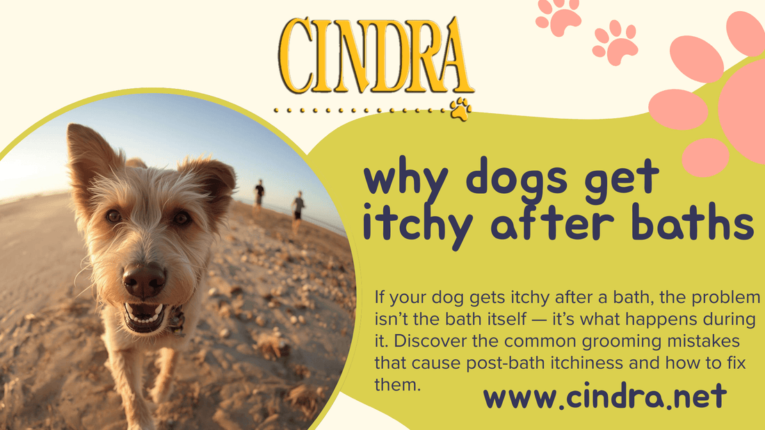 Dog scratching itself after a bath, illustrating post-bath itchiness