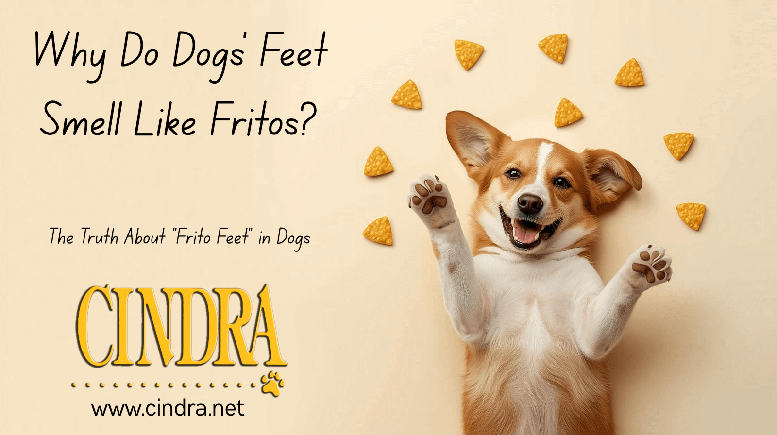 Image result for Why Do Dogs' Feet Smell Like Fritos? | Frito Feet in Dogs