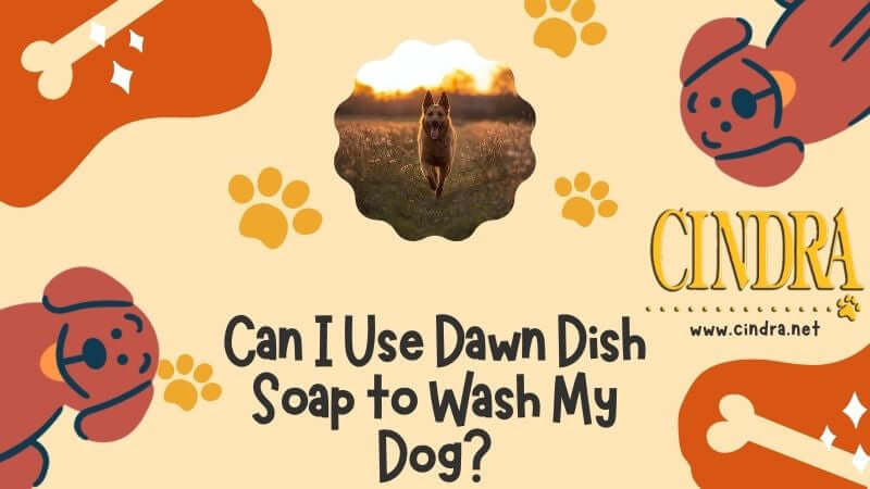 Banner image for Cindra Pet Products blog titled “Can I Use Dawn Dish Soap to Wash My Dog?” with dog-themed illustrations and paw prints.