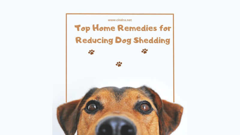Dog shedding graphic with a dog face and text about home remedies for reducing dog shedding 