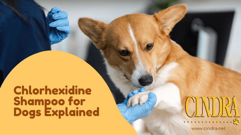 Chlorhexidine shampoo for dogs explained, blog header graphic