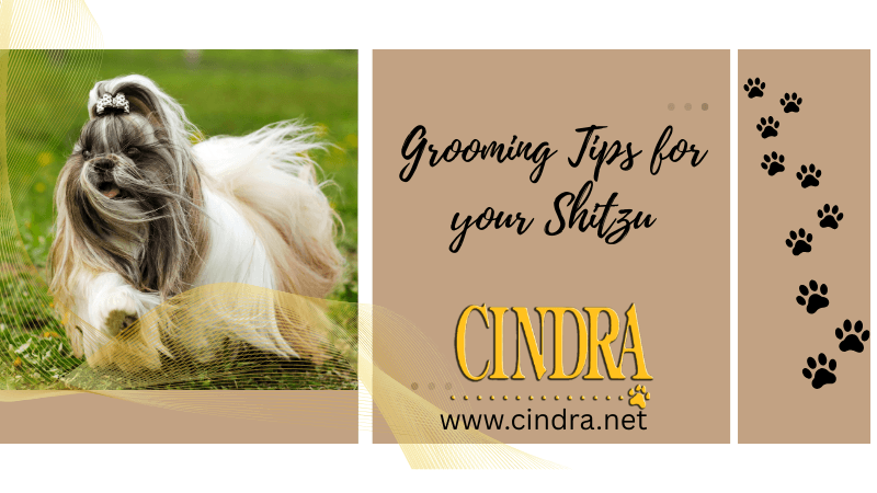 Shih Tzu with long silky coat featured in grooming tips guide for brushing, bathing, and coat care by Cindra Grooming Products