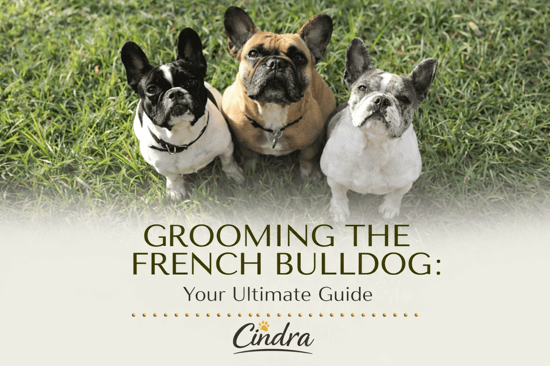 Three French bulldogs sitting on grass with text Grooming the French Bulldog Your Ultimate Guide by Cindra