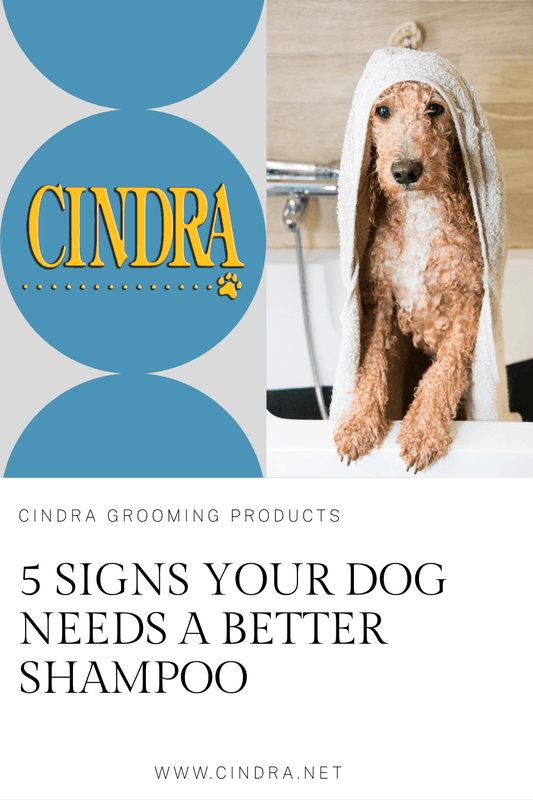 5 Signs Your Dog Needs a Better Shampoo - Cindra Pet Products