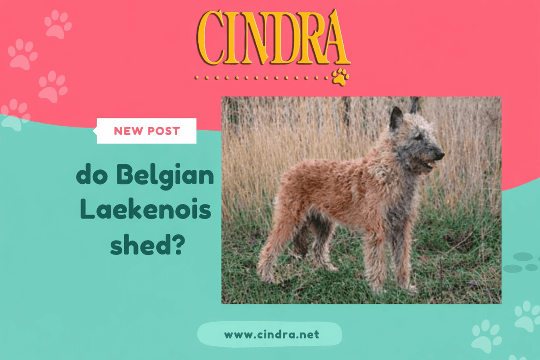 Graphic asking whether Belgian Laekenois dogs shed, featuring a Belgian Laekenois standing in grass.