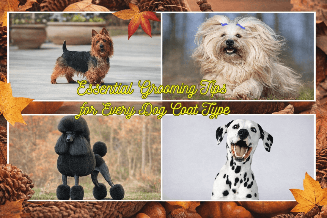 Collage of four dogs with different coat types including a terrier, long-haired toy breed, poodle, and Dalmatian, with the text “Essential Grooming Tips for Every Dog Coat Type” over an autumn-themed background.