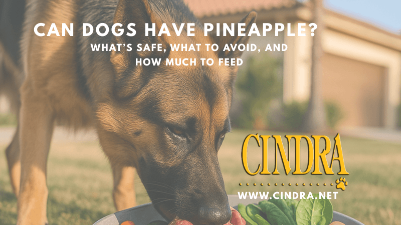 A German shepherd eating Pineapple 