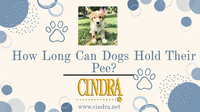 White and blue Cindra cover graphic with abstract dots and paw prints, a small puppy photo, the headline ‘How Long Can Dogs Hold Their Pee?’, and the Cindra logo with website.