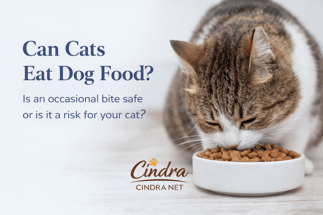 tabby cat eating dry dog food from a bowl illustrating can cats eat dog food question"