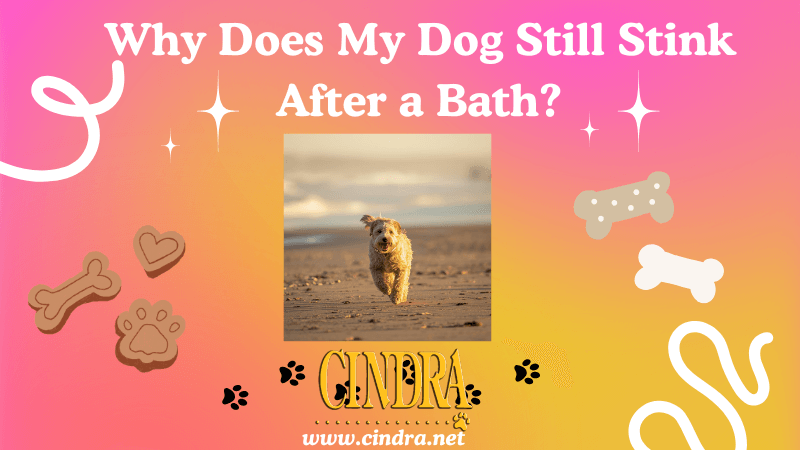 Dog after bathing, addressing lingering odor after a bath