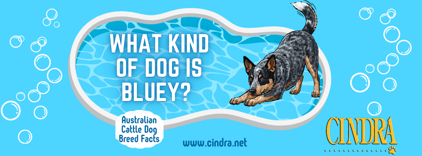 A graphic with an austrailan cattle dog in a blue background with bubbles