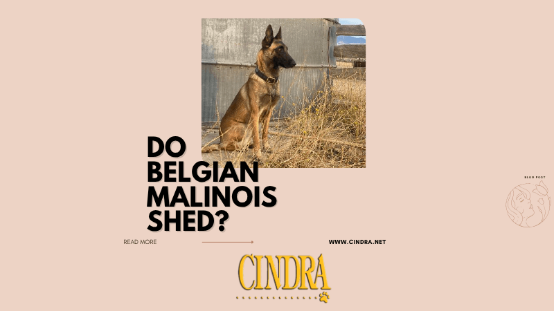 Belgian Malinois sitting outdoors during shedding season grooming guide