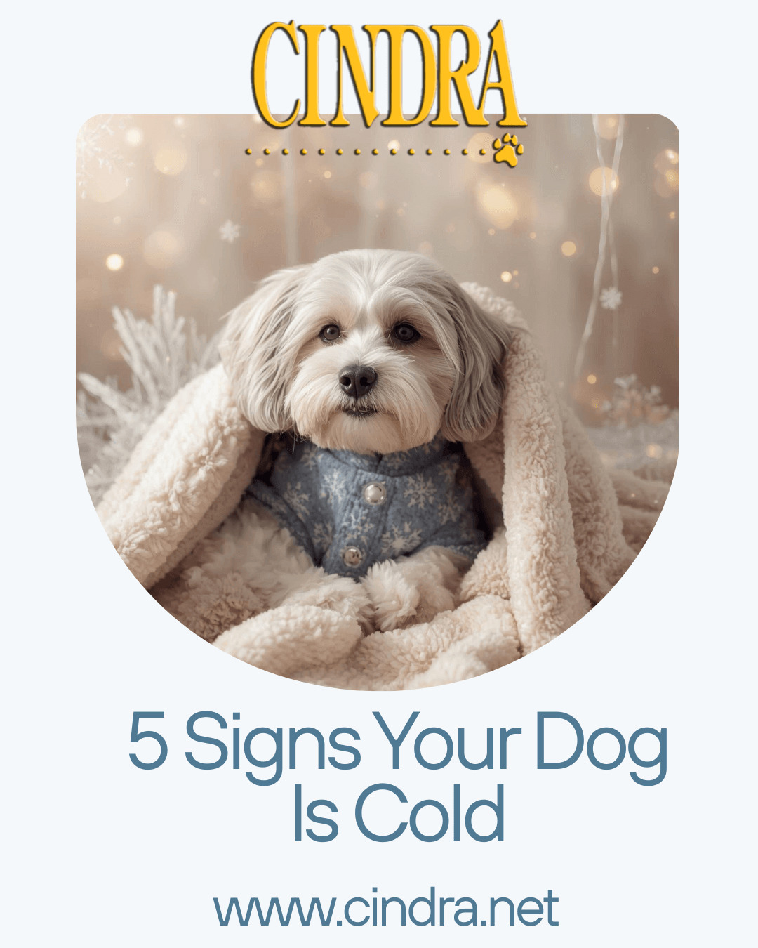 5 Signs Your Dog Is Cold — And What to Do About It - Cindra Pet Products