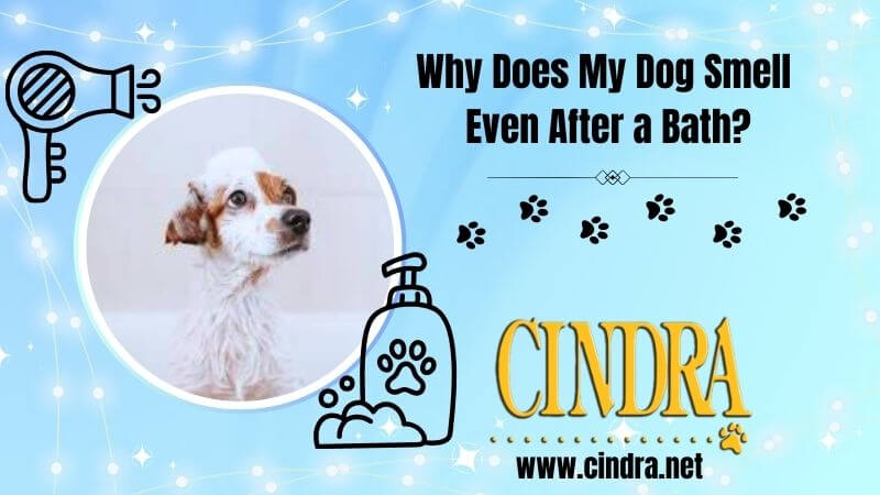 alt="Dog wrapped in a towel after a bath illustrating why dogs may still smell after bathing"