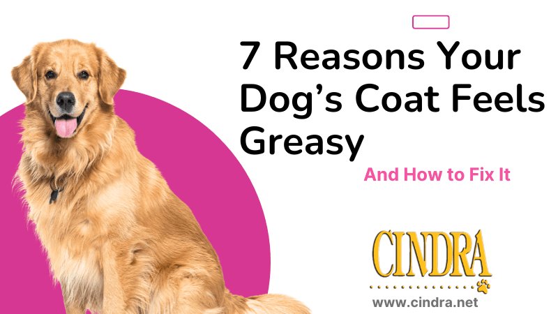 Golden retriever sitting with text “7 Reasons Your Dog’s Coat Feels Greasy and How to Fix It” promoting dog grooming advice