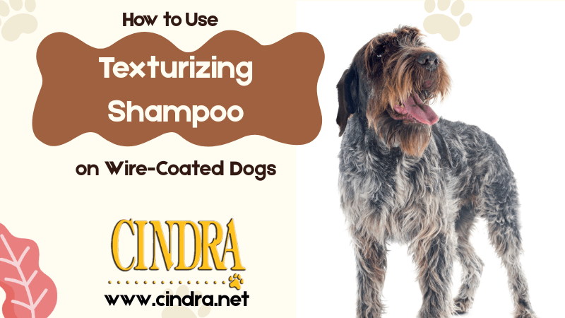 wire coated dog with text about how to use texturizing shampoo for grooming