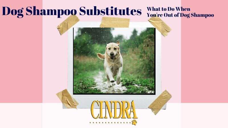 Blog header image titled “Dog Shampoo Substitutes: What to Do When You’re Out of Dog Shampoo” featuring a muddy dog running outdoors and Cindra Grooming Products branding.
