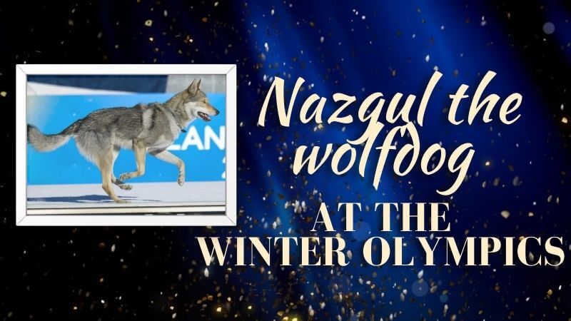 a graphic about Nazgul the wolfdog 