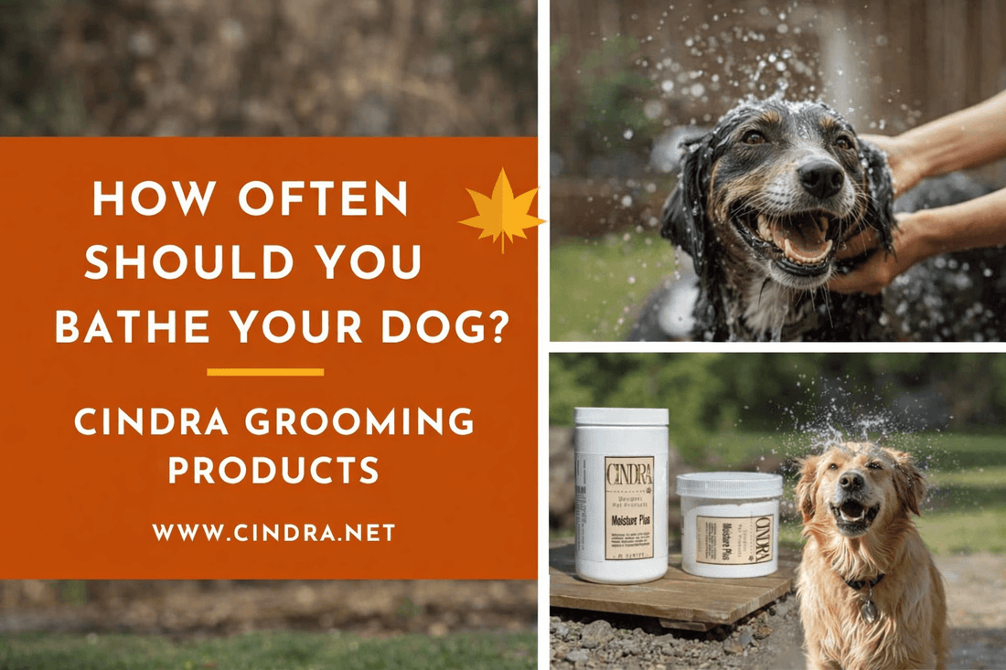 Landscape promotional graphic for Cindra Grooming Products showing a happy dog being bathed, Cindra Moisture Plus grooming products on a wooden platform, and a wet golden dog shaking water, alongside the headline ‘How Often Should You Bathe Your Dog?