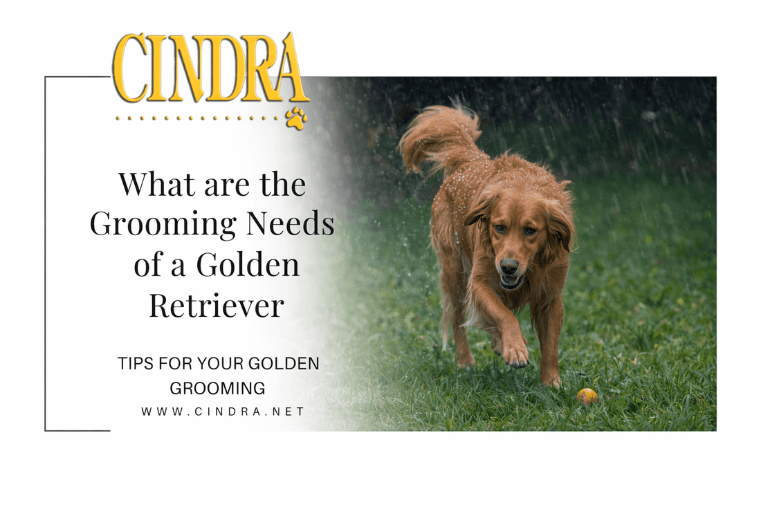 Grooming guide for Golden Retrievers showing a wet Golden Retriever running on grass with text about grooming needs