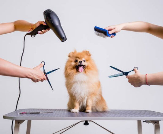 How To Find A Perfect Groomer Near You! - Cindra Pet Products