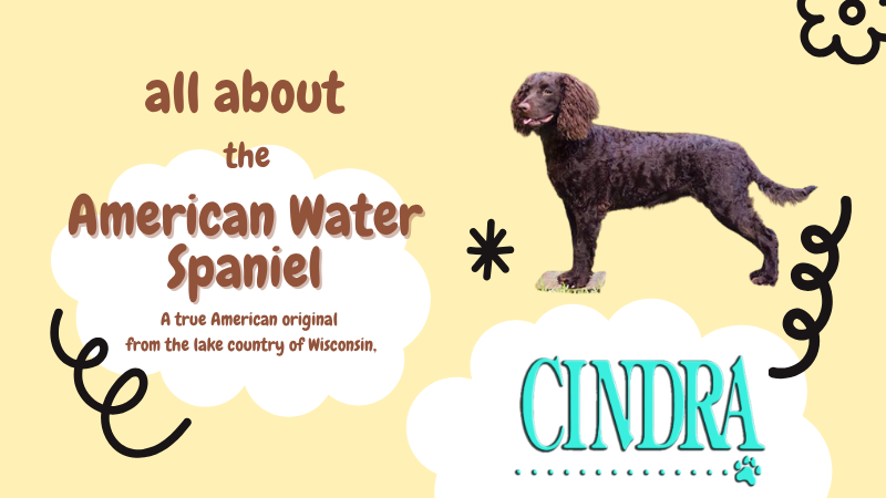 Cream-colored Cindra graphic featuring an American Water Spaniel with the text “All About the American Water Spaniel,” describing the breed as an American original from Wisconsin, alongside the Cindra logo.