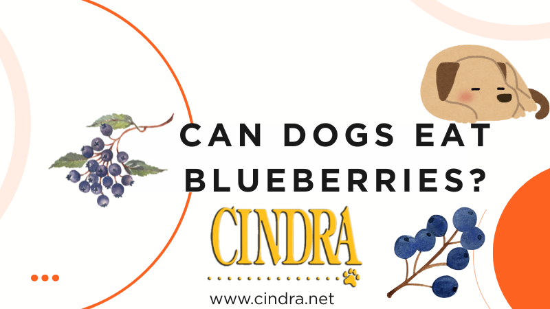 Cindra blog graphic reading “Can Dogs Eat Blueberries?” with illustrated blueberries and dog icon