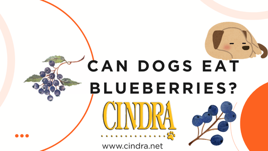 Cindra blog graphic reading “Can Dogs Eat Blueberries?” with illustrated blueberries and dog icon