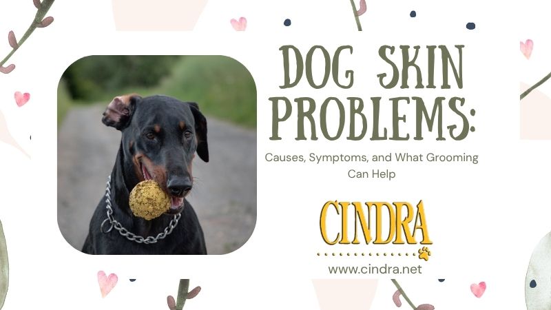 Doberman holding a ball beside text reading, “Dog Skin Problems: Causes, Symptoms, and What Grooming Can Help,” with the Cindra logo and website.