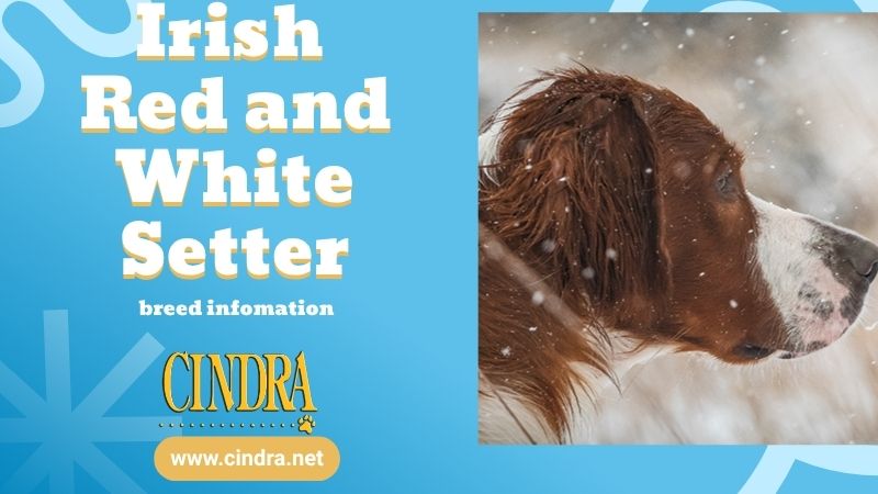 Promotional graphic for Irish Red and White Setter breed information, featuring a snowy profile photo of the dog, Cindra logo, and www.cindra.net.