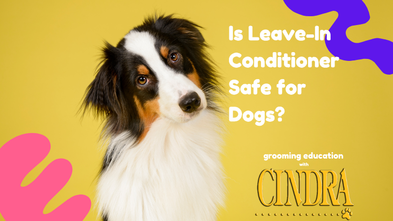Australian Shepherd with a black, white, and tan coat tilts its head against a bright yellow background beside the text, “Is Leave-In Conditioner Safe for Dogs?” with Cindra Grooming Products branding.