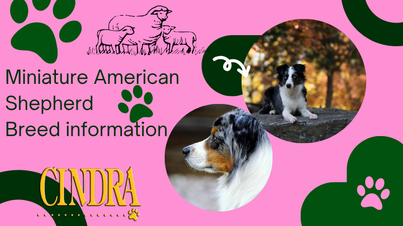 Pink and green Cindra graphic for Miniature American Shepherd breed information, featuring two Miniature American Shepherd dogs, a sheep illustration, paw prints, and the Cindra logo.