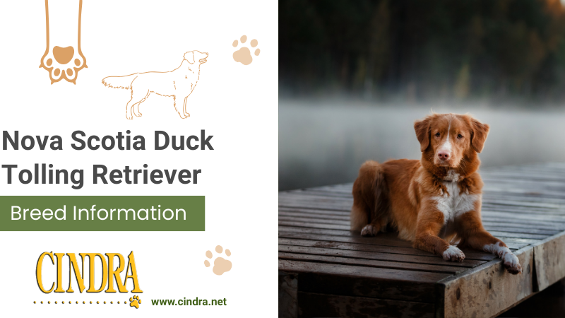 Nova Scotia Duck Tolling Retriever lying on a dock beside water, featured in a breed information guide by Cindra Grooming Products