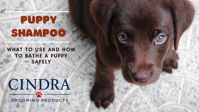Chocolate Labrador puppy looking up at the camera, with 'Puppy Shampoo: What to Use and How to Bathe a Puppy Safely' header text and the Cindra Grooming Products logo