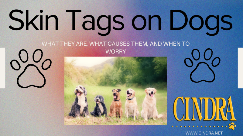 Cindra blog graphic titled “Skin Tags on Dogs” with paw icons and a photo of several dogs sitting outdoors
