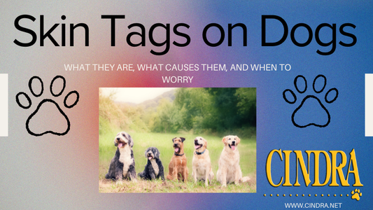 Cindra blog graphic titled “Skin Tags on Dogs” with paw icons and a photo of several dogs sitting outdoors